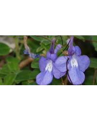 Streptocarpus Saxorum