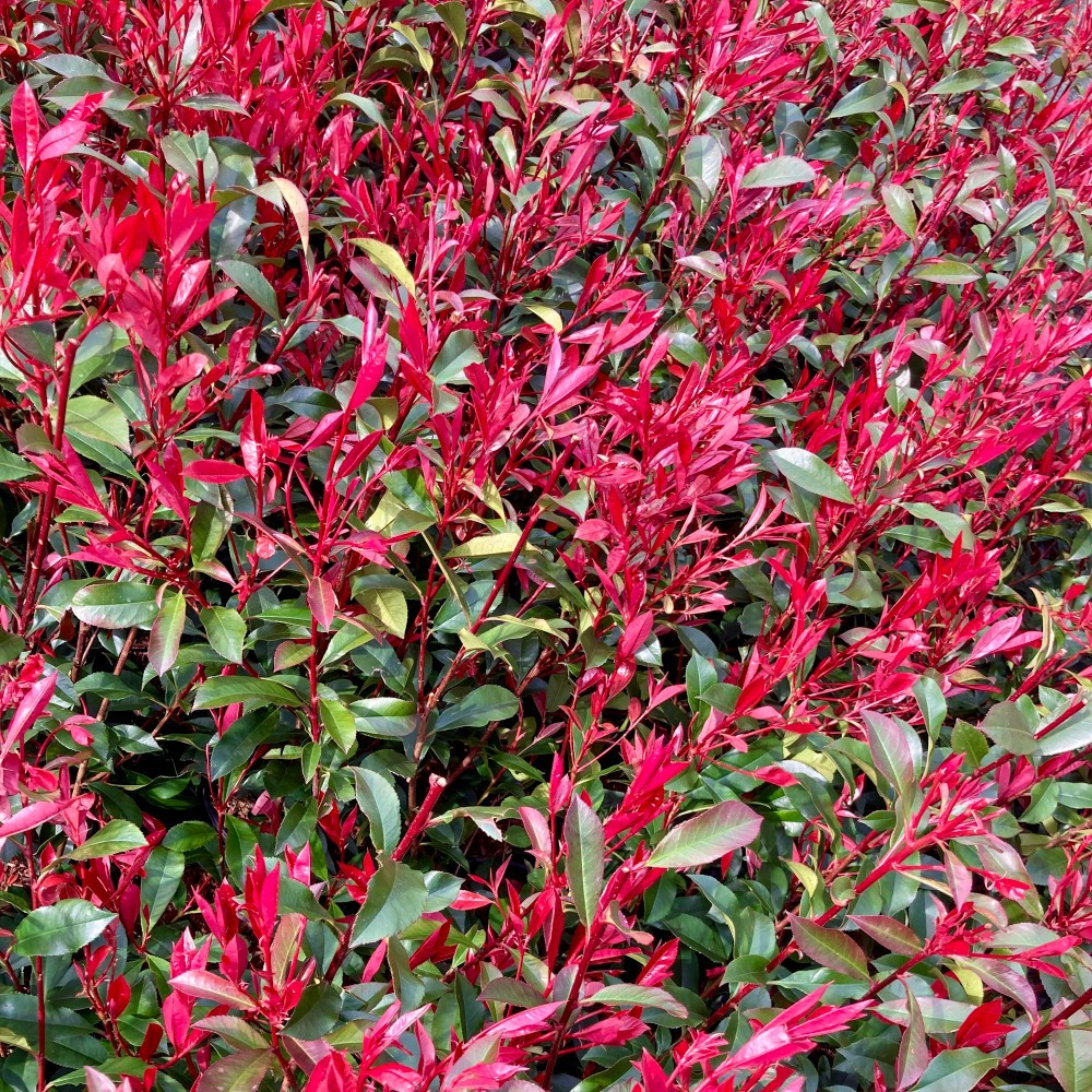 Photinia fraseri 'Carr Rouge' 40-50 cm - Arbuste Persistant Color et  Facile  Entretenir sur Coclicoh.com