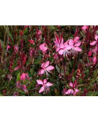 Gaura Belleza Pink