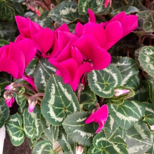 Lot de 8 Plantes d'Automne Mauves