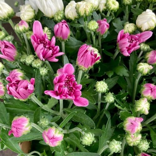 Lot de 8 Plantes d'Automne Mauves