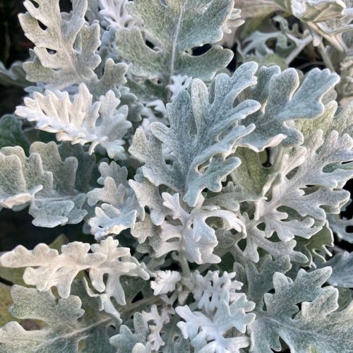 Lot de 8 Plantes d'Automne Mélange Sauvage