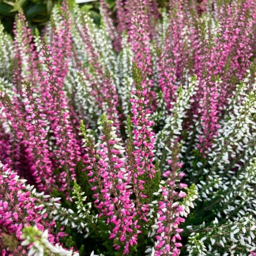 Lot de 8 Plantes d'Automne Mélange Sauvage