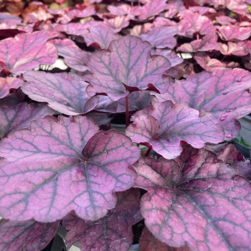 Lot de 8 Plantes d'Automne Mélange Sauvage