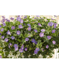 Geranium Vivace Rozanne