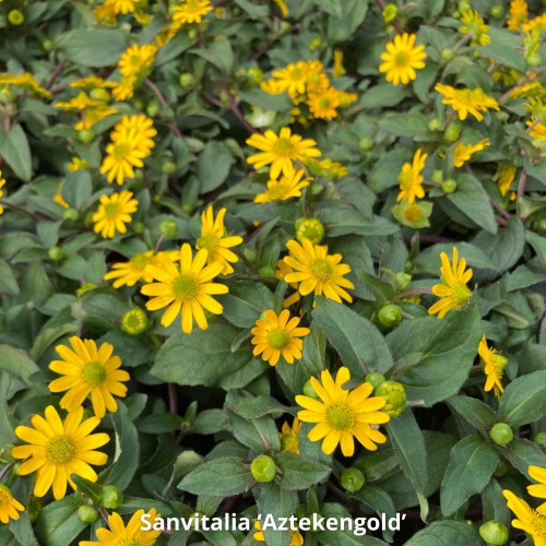 Assortiment 9 Plantes Annuelles Ensoleillées Jaunes