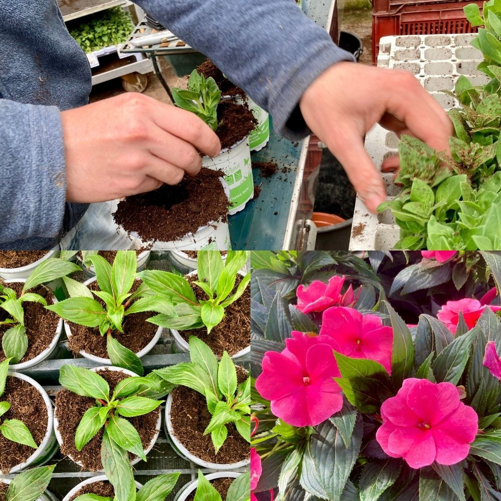 Lot De 4 Astilbes En Pot – Fleurs Plumeuses Blanches, Rouges, Violettes, Roses – Vivaces Robustes Pour Jardin Ombragé, Bordure Ou Bac, Livrées En Pot 11 Cm