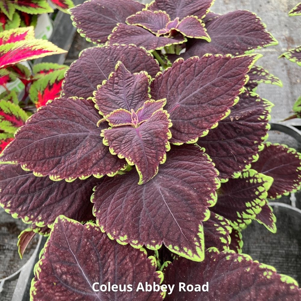 Achetez Plantes Annuelles Mi-Ombrages clatantes en lot de 9 pots de 10,5  cm | Coclicoh.com