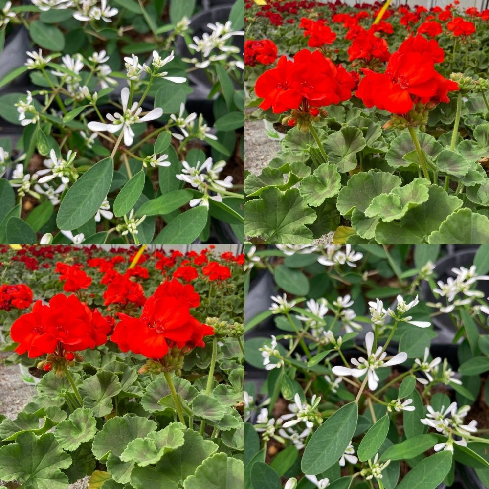 Mixte d'été 4 Géraniums Zonal Rouge et 4 Euphorbes Diamond Frost Blanches