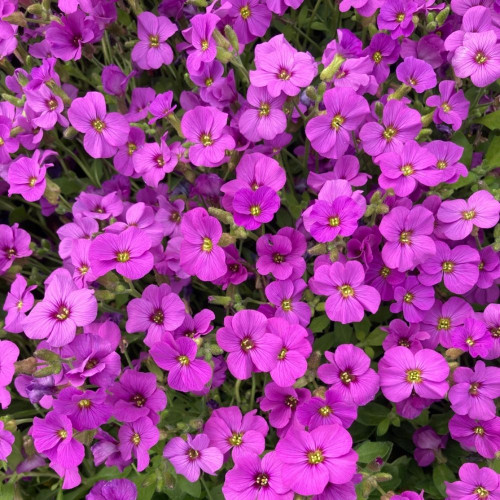 12 Vivaces: Arabis, Saxifrages, Aubriètes et Ibéris en Pot de 11 cm