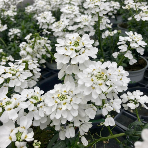 12 Vivaces: Arabis, Saxifrages, Aubriètes et Ibéris en Pot de 11 cm