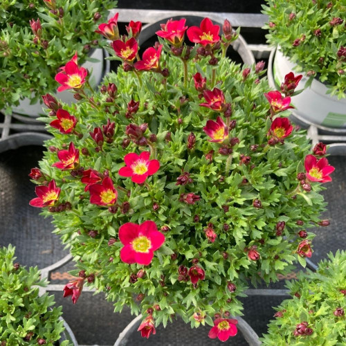 12 Vivaces: Arabis, Saxifrages, Aubriètes et Ibéris en Pot de 11 cm