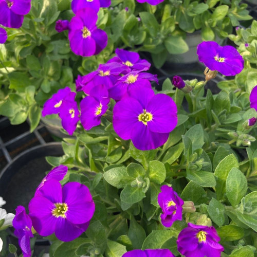 12 Vivaces: Arabis, Saxifrages, Aubriètes et Ibéris en Pot de 11 cm