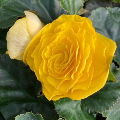 Begonia Tubereux Swing Yellow