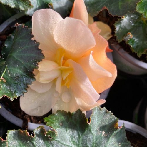Begonia Tubereux Cameleon Cream Rose
