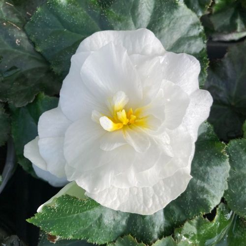 Begonia Tubereux Nonstop White