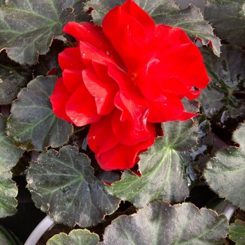 Begonia Tubereux Swing Scarlet