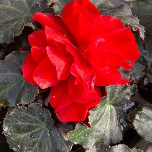 Begonia Tubereux Swing Scarlet