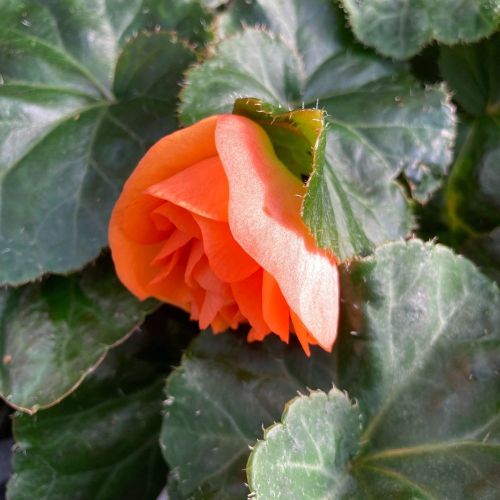 Begonia Tubereux Swing Orange