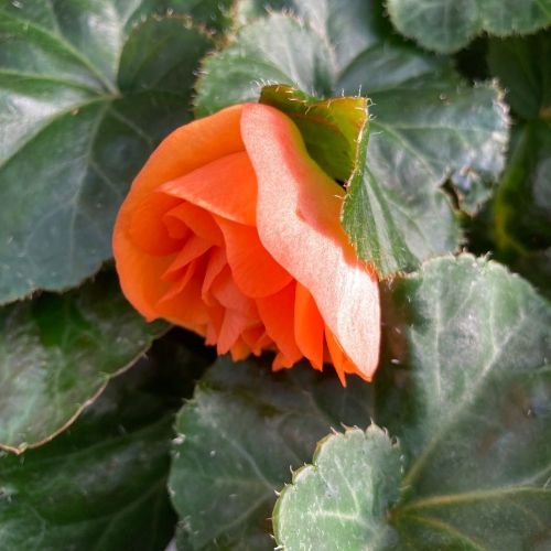Begonia Tubereux Swing Orange