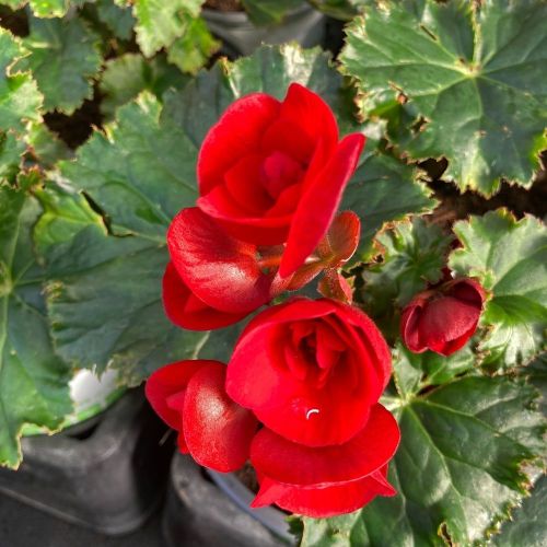 Bégonia Sunbrero Red