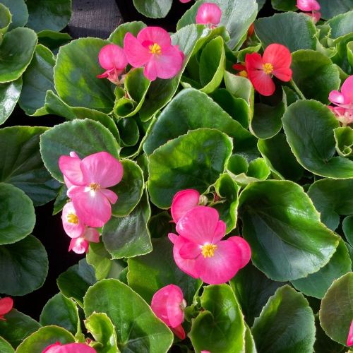 Begonia semperflorens mascotte rose