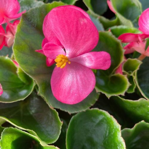 Begonia semperflorens mascotte rose