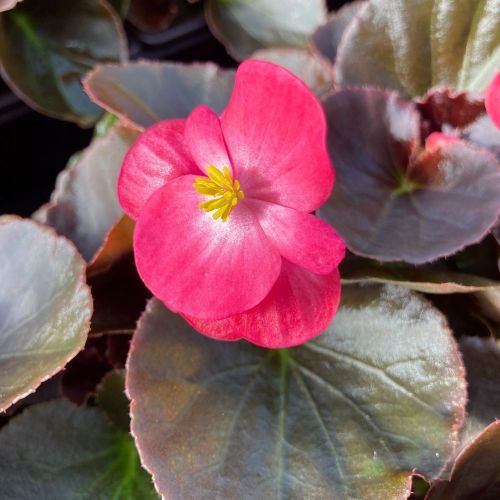 Bégonia Semperflorens Bronze Leaf Blanc Et Rose