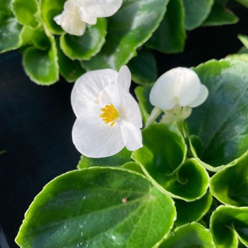 Begonia Semperflorens Mascotte White