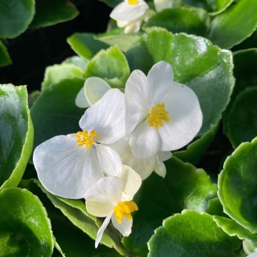 Begonia Semperflorens Mascotte White