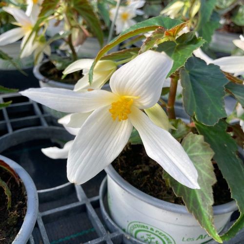 Begonia Summerwings White