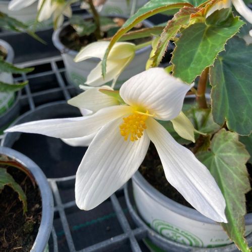 Begonia Summerwings White