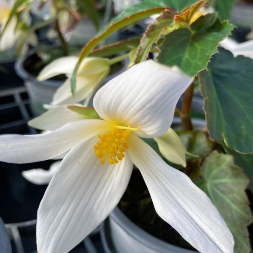 Begonia Summerwings White