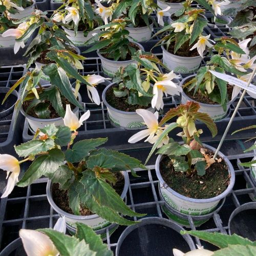 Begonia Summerwings White