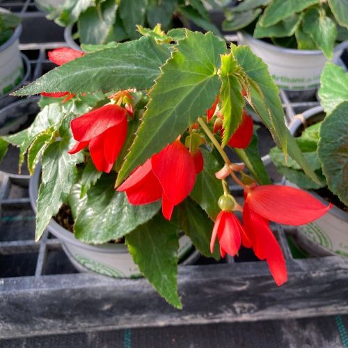 Begonia Boliviensis Santa Cruz