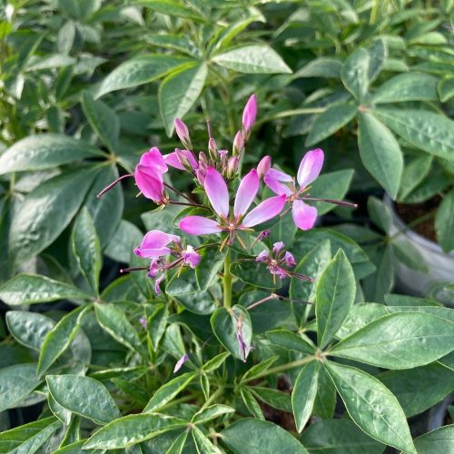 Cleome Clio Magenta