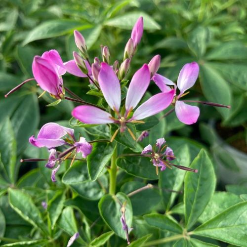 Cleome Clio Magenta