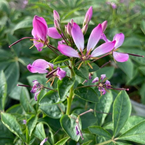 Cleome Clio Magenta