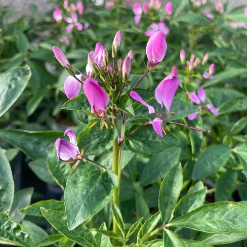 Cleome Clio Magenta