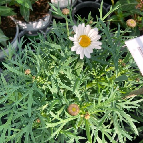 Anthemis Argyranthenum Frutescens Molimba White