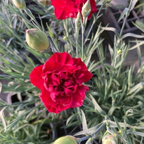 Dianthus Sunflor Vulcano