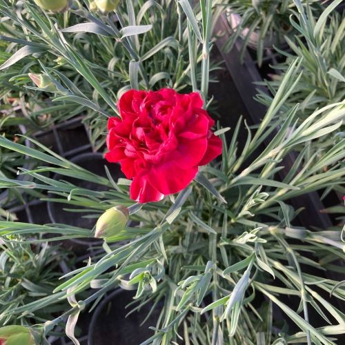 Dianthus Sunflor Vulcano