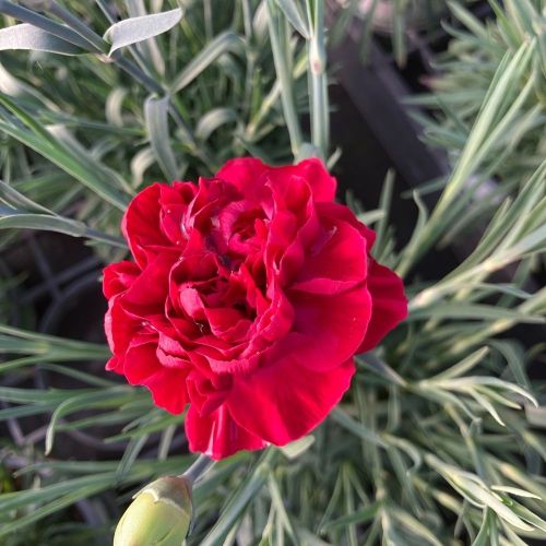 Dianthus Sunflor Vulcano
