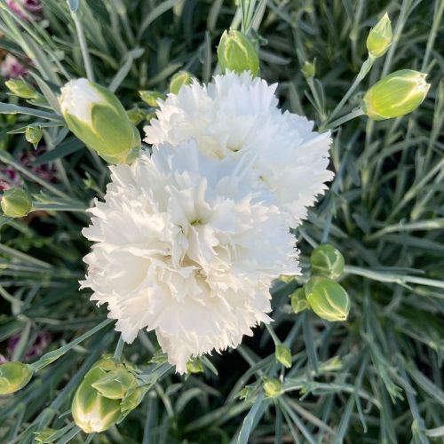 Oeillet Dianthus Supertrouper Witta
