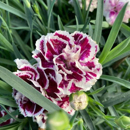 Dianthus Sophie