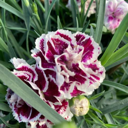 Dianthus Sophie