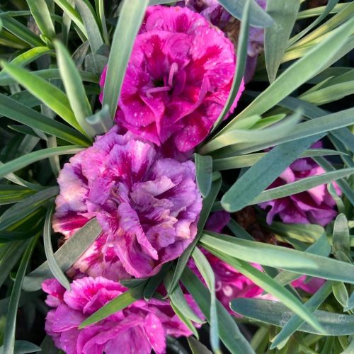 oeillet Dianthus roselly purple