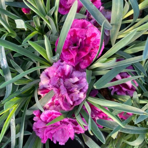 oeillet Dianthus roselly purple