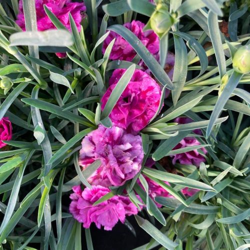 oeillet Dianthus roselly purple