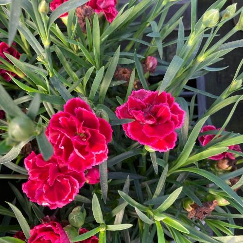 oeillet Dianthus Oscar Purple Wings